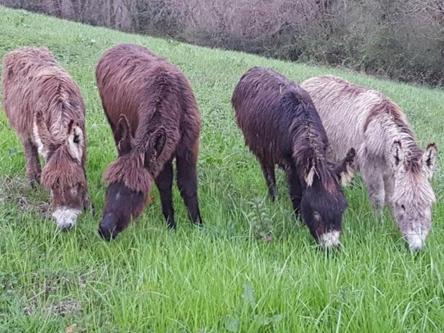Gites Etche Arguinia Montory Zewnętrze zdjęcie